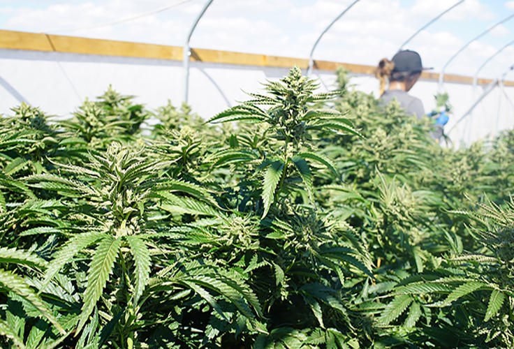 Massachusetts Farmers Who Want to Grow Marijuana Struggle With Local Zoning